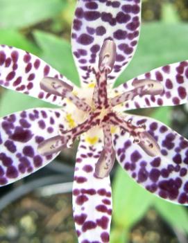 Tricyrtis x 'Blue Wonder'