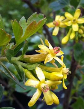 Ribes aureum