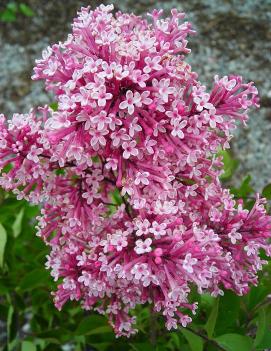 Syringa x Tinkerbelle® ('Bailbelle') (PP12294, CPBR1204)