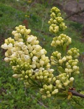 Syringa x vulgaris 'Primrose'