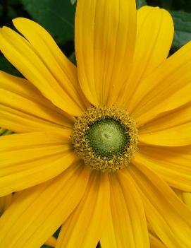 Rudbeckia hirta 'Irish Eyes'