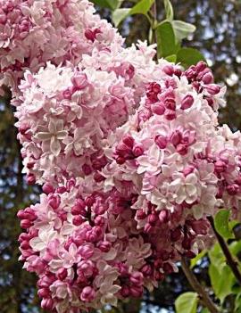 Syringa x vulgaris 'Sweetheart'