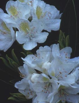 Rhododendron 'Chionoides'