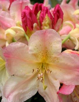 Rhododendron 'Percy Wiseman'