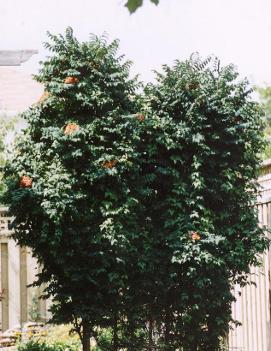 Sorbus aucuparia 'Fastigiata'