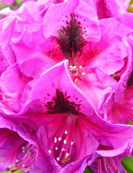 Rhododendron 'Wojnars Purple'