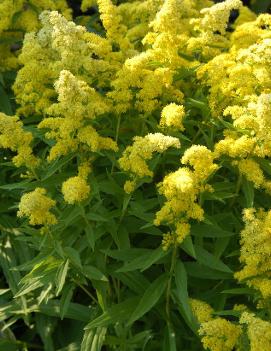 Solidago x Little Lemon ('Dansolitlem') (PP17297, COPF)