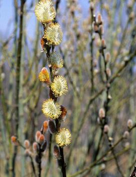 Salix discolor