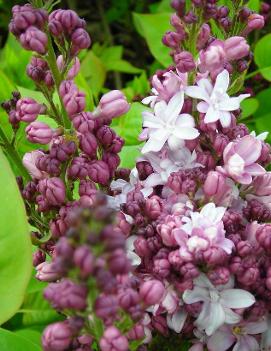 Syringa x vulgaris 'Agincourt Beauty'