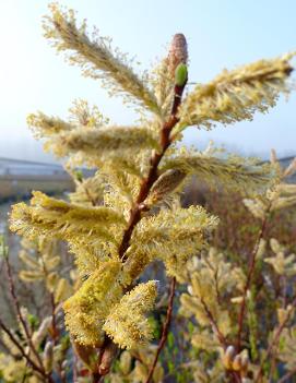 Salix udensis 'Sekka'