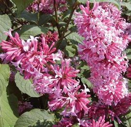 Syringa x prestoniae 'Miss Canada'