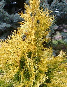 Thuja occidentalis 'Europe Gold'