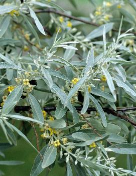 Elaeagnus angustifolia