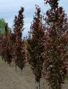 Fagus sylvatica 'Dawyck Purple'