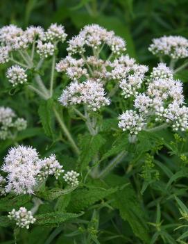 Eupatorium perfoliatum