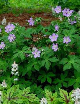 Geranium maculatum