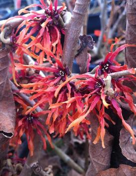 Hamamelis x intermedia 'Diane'