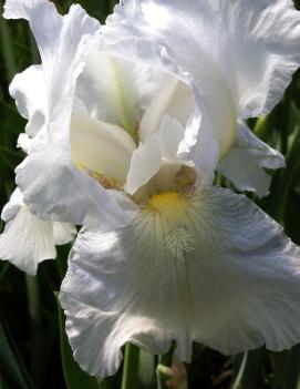 Iris germanica 'Immortality'