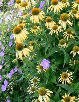 Echinacea x Harvest Moon™ ('Matthew Saul') (PP17652, COPF)