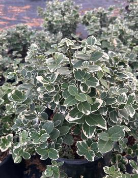 Euonymus fortunei 'Emerald Gaiety Big Leaf' (PP1,960)