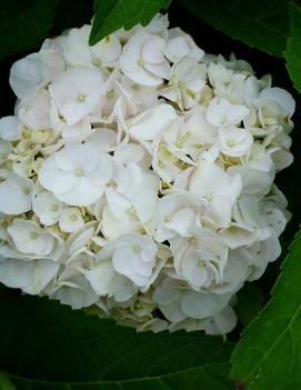 Hydrangea macrophylla 'Madame Emile Mouilliere'