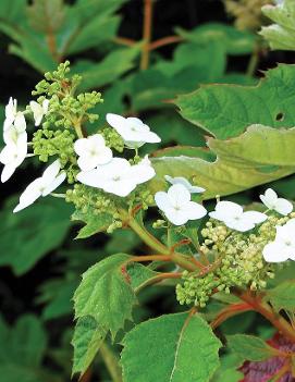 Hydrangea quercifolia