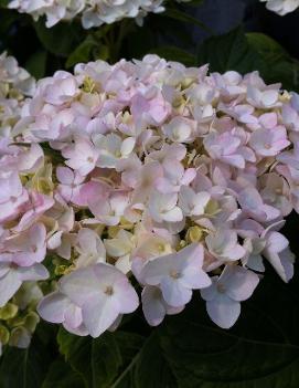 Hydrangea macrophylla 'Blushing Bride' (PP17169, CPBR3404)