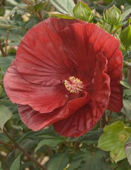 Hibiscus x 'Summerific® Cranberry Crush' (PP21984)