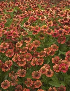 Helenium x 'Red Jewel'