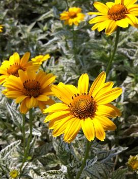 Heliopsis x Loraine Sunshine ('Helhan') (PP10690, CPBR1596, COPF)