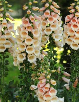 Digitalis purpurea 'Dalmatian Peach'