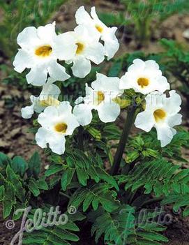 Incarvillea delavayi Snowtop ('Alba')