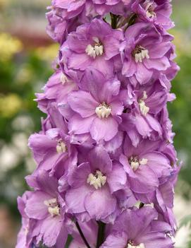 Delphinium elatum 'Million Dollar Blush'