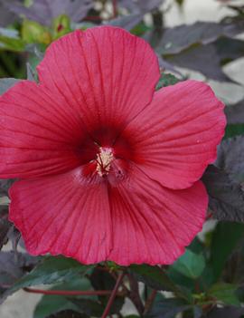 Hibiscus x 'Moonshadow™ Morella'