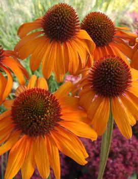 Echinacea x 'Tiki Torch' (PP18839, COPF)