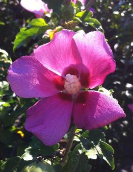 Hibiscus syriacus 'Woodbridge'