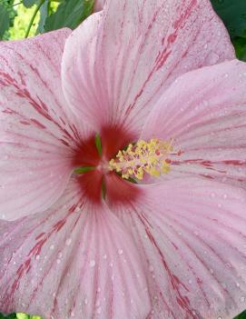 Hibiscus x 'Peppermint Schnapps' (PP18939)