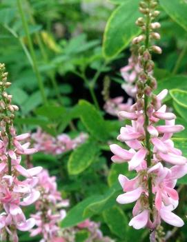 Indigofera pseudotinctoria