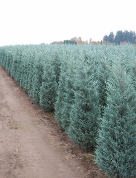 Juniperus scopulorum 'Moonglow'