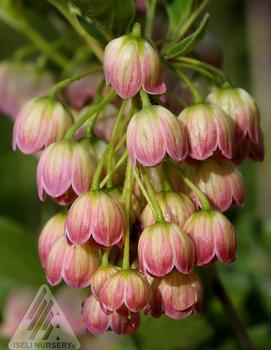 Enkianthus campanulatus 'Jan Iseli Pink'