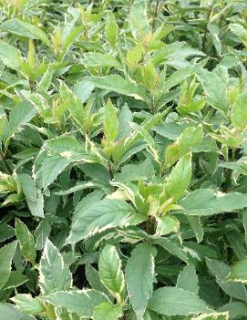 Eupatorium fortunei 'Pink Frost'