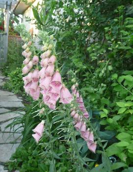 Digitalis mertonensis