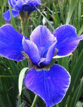 Iris sibirica 'Silver Edge'