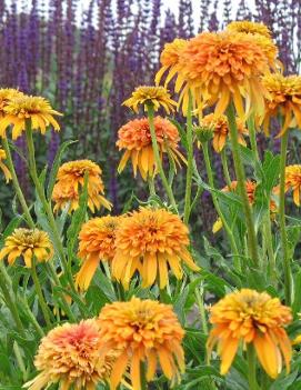 Echinacea x 'Marmalade' (PP22602)