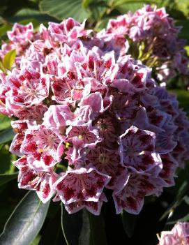 Kalmia latifolia 'Carousel'