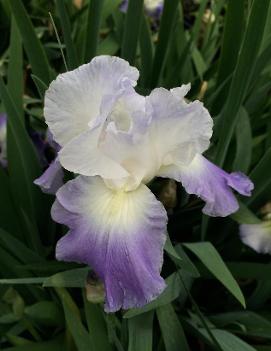 Iris germanica 'Clarence'