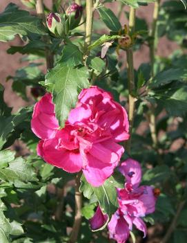 Hibiscus syriacus 'Collie Mullens'