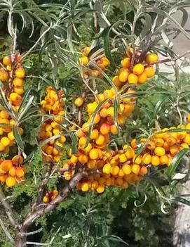 Hippophae rhamnoides 'Leikora'