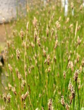 Eleocharis palustris