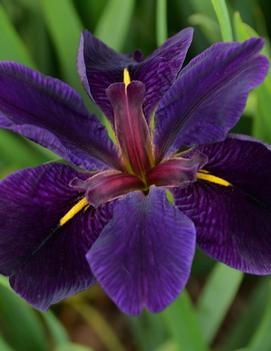 Iris louisiana 'Black Gamecock'